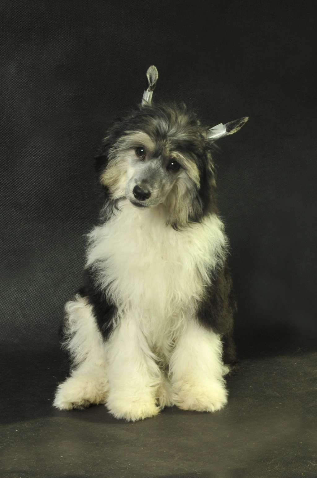 Faworyt Zaczarowany Flet