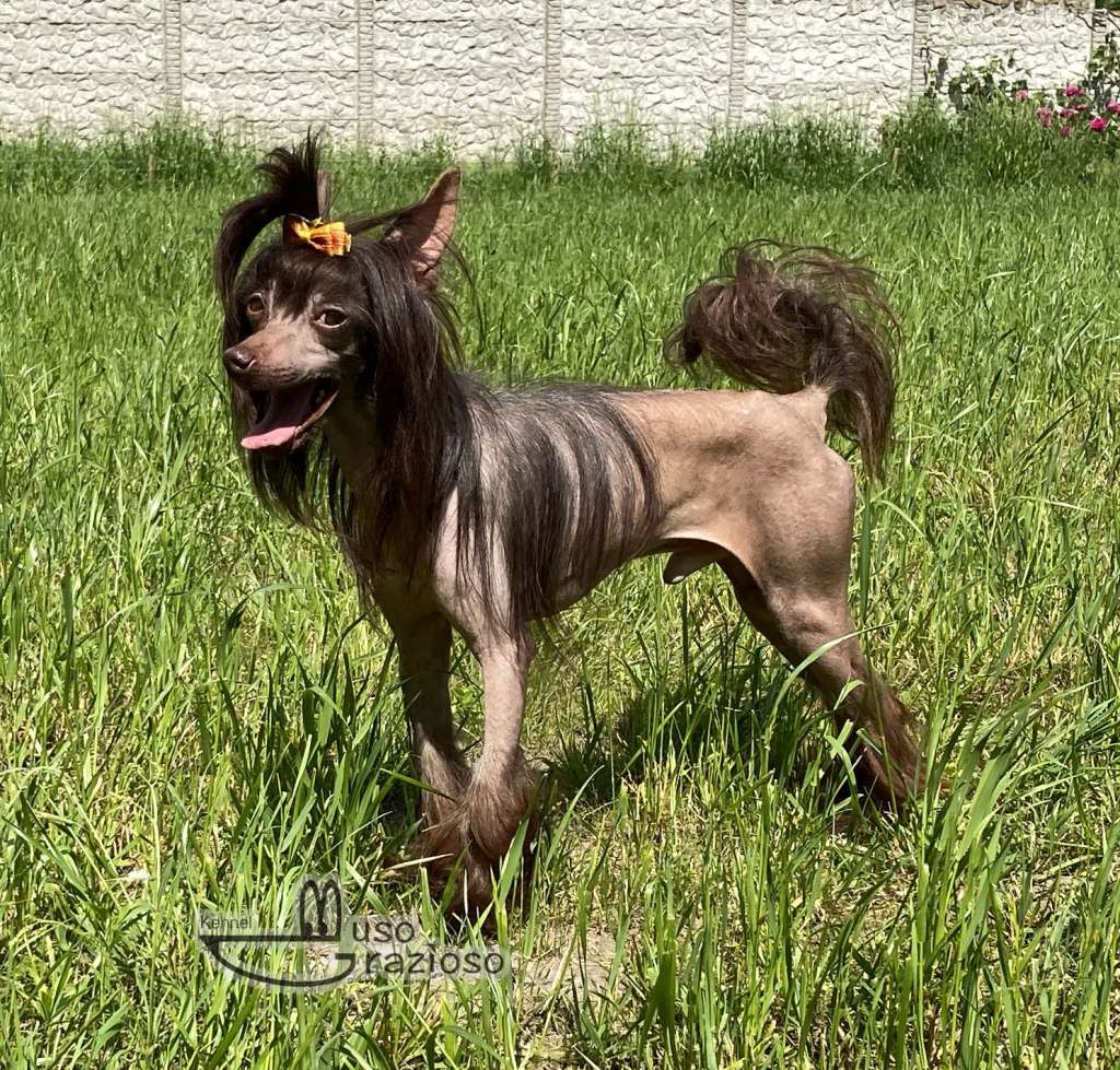 Muso Grazioso Richie