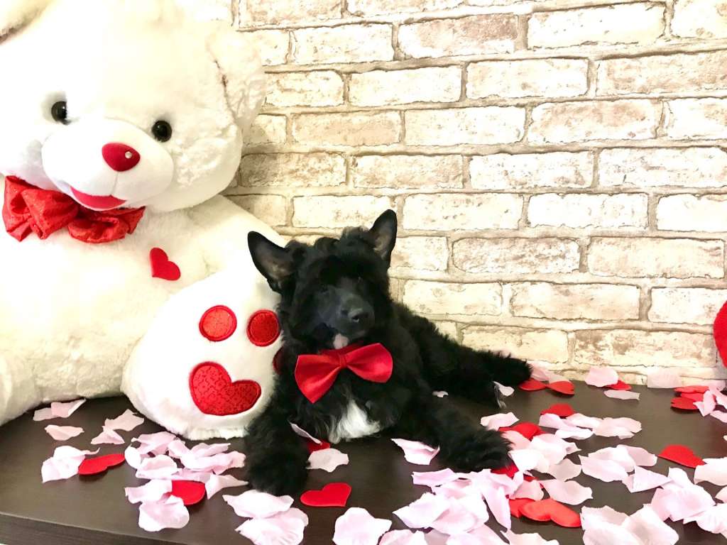 Opus Palmare Night lucky