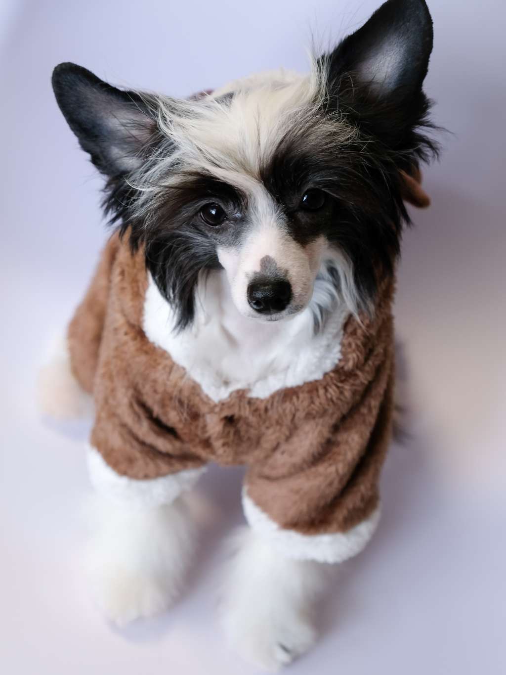 Lorien Haya El Tiola