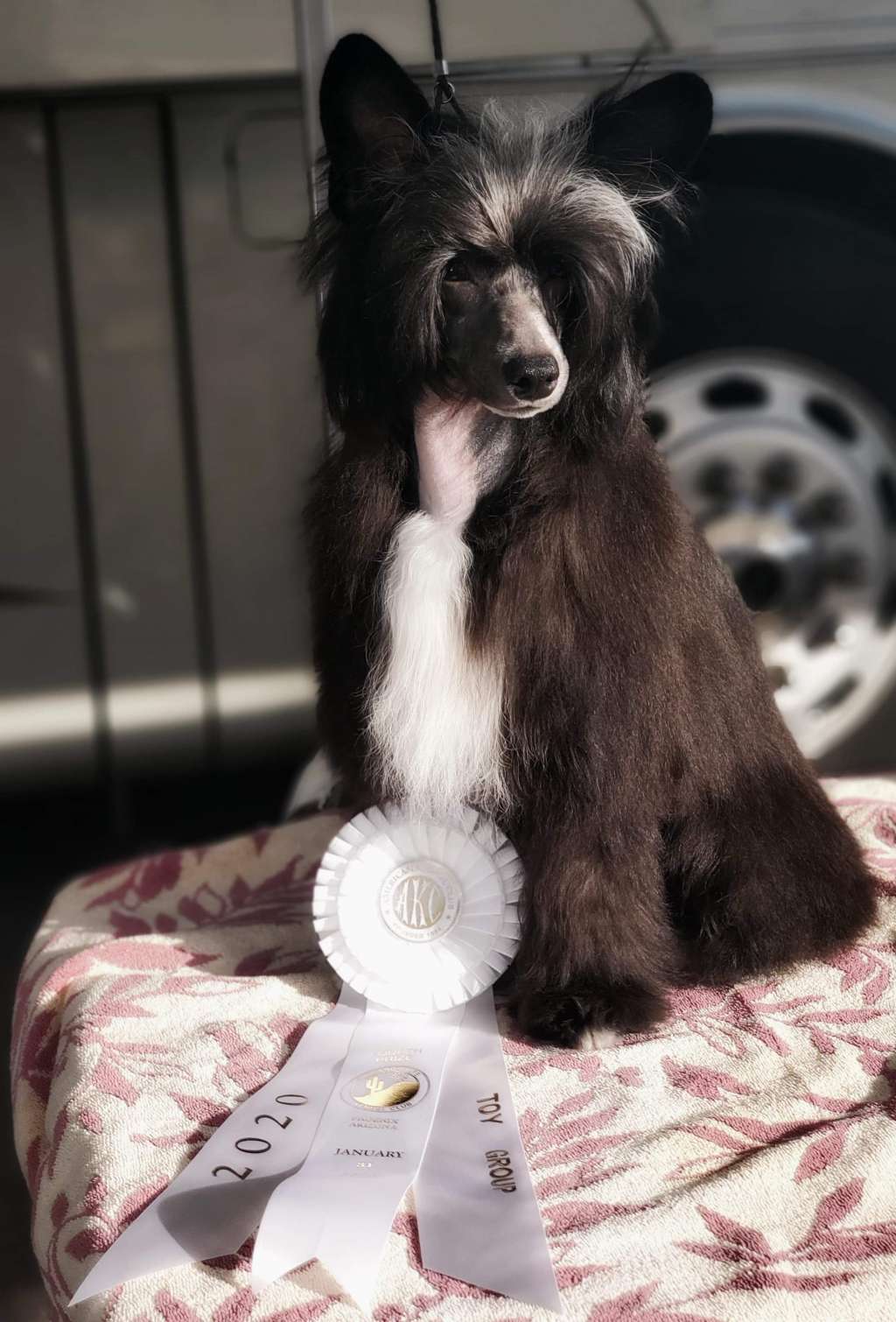 Am GCH/Cdn GCh NV's Pull the Stars from the Sky