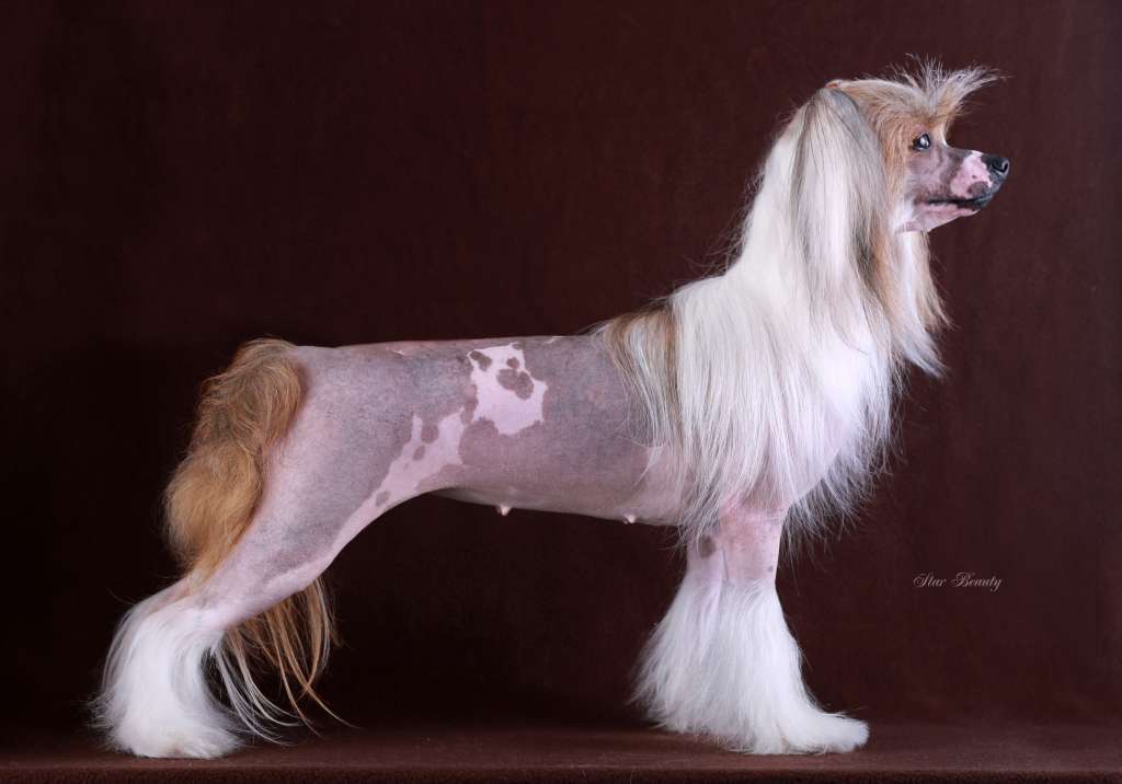 Ognenny Lotos Tagira