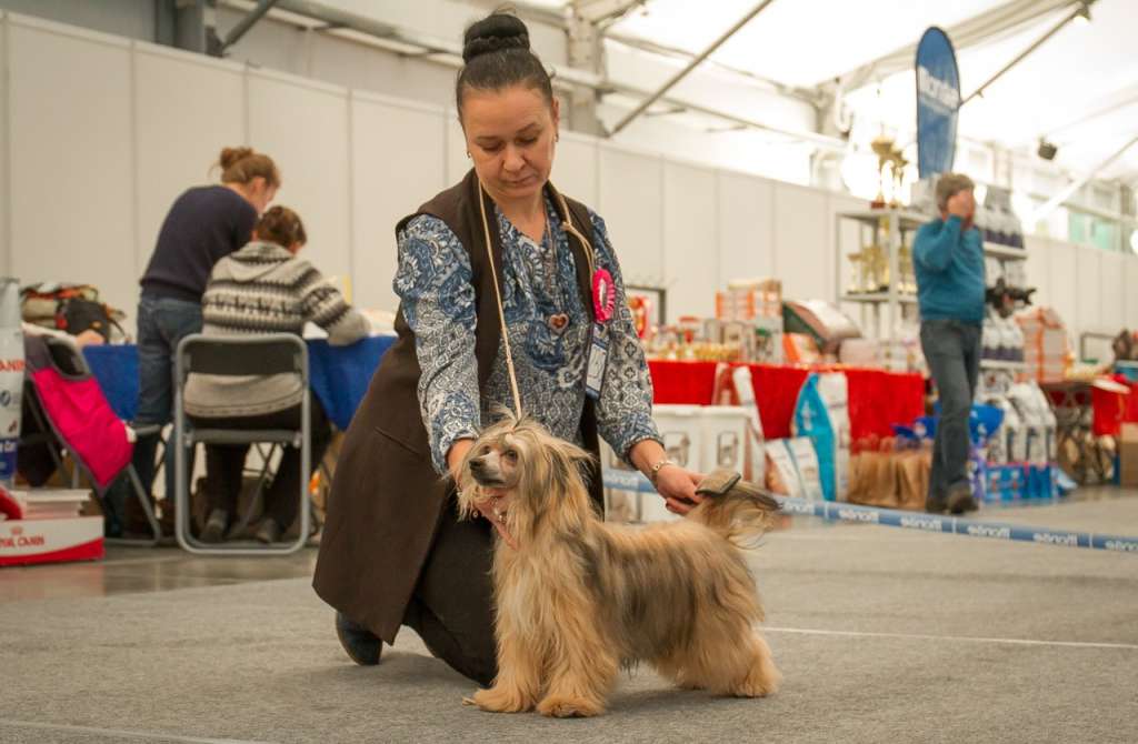 Ognenny Lotos Nefertiri