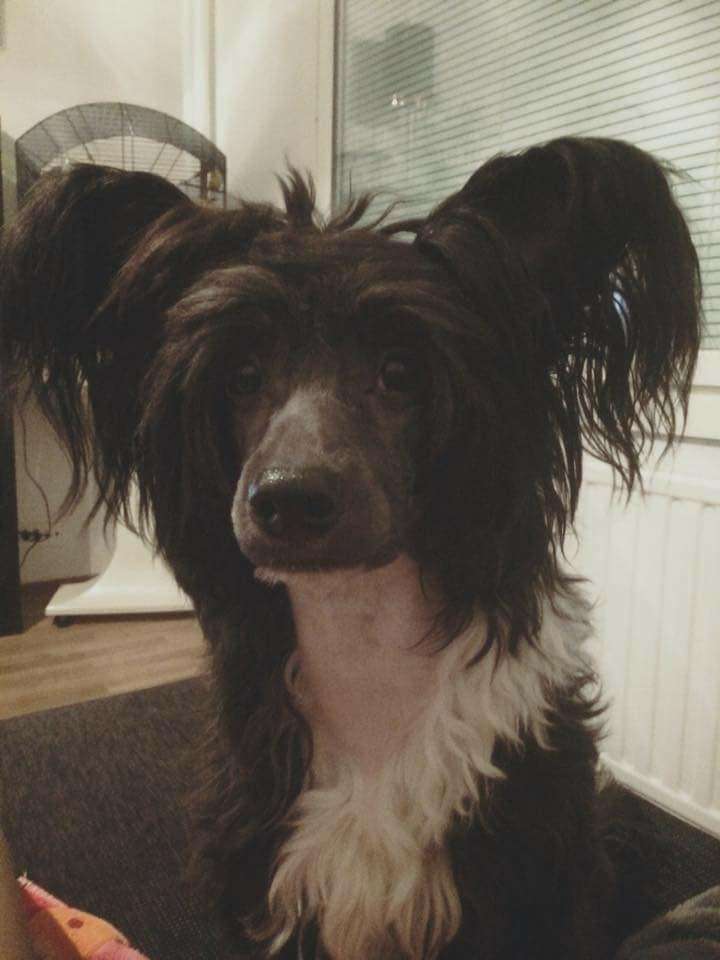 Insanires Charmander