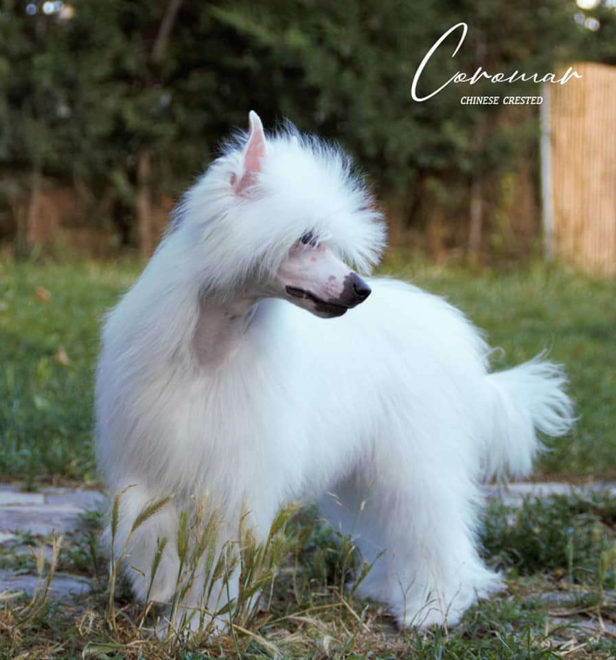 Coromar Charming Princess