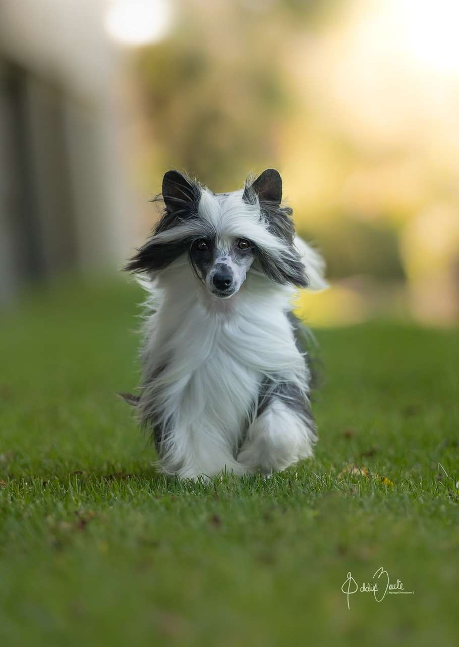 GCHS Sunlit's Headline News