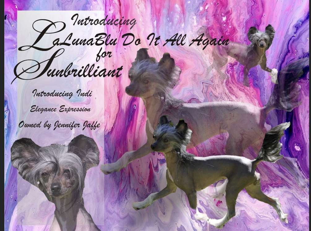 Lalunablu Do It All Again for Sunbrilliant