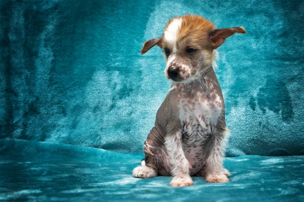 Elvis King Magic Amber