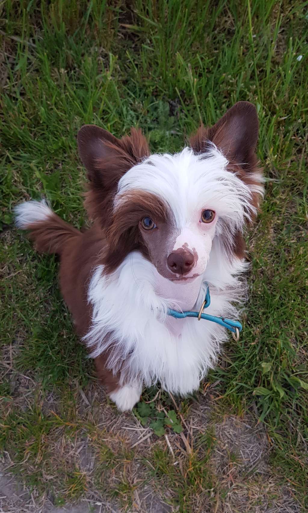 Crazy Cresteds Habaku Mirai