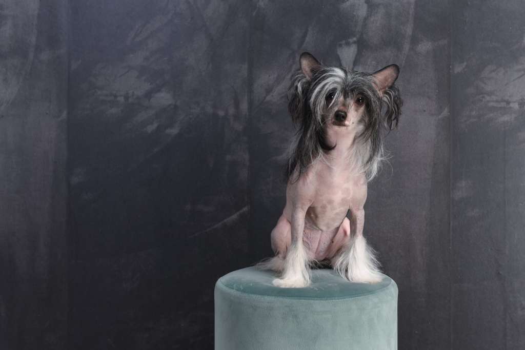 Crazy Cresteds Hiranya Mirai