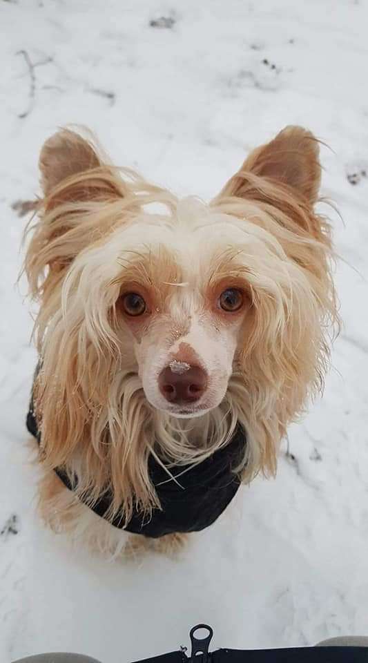 Crazy Cresteds Hecuba Mirai