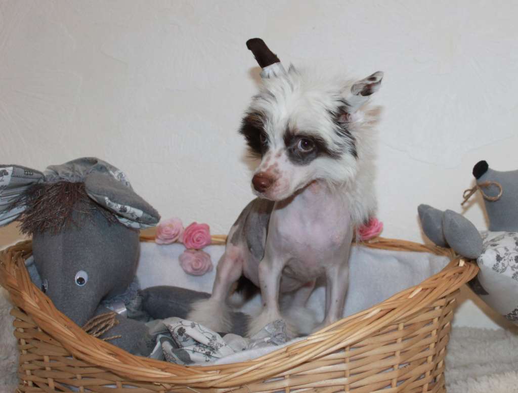 Yaromir My Hero iz Clana Timurlana