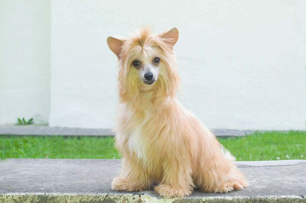 Oro Antenati Graciya