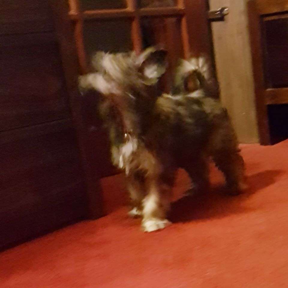 Elfallons Dreams Come True