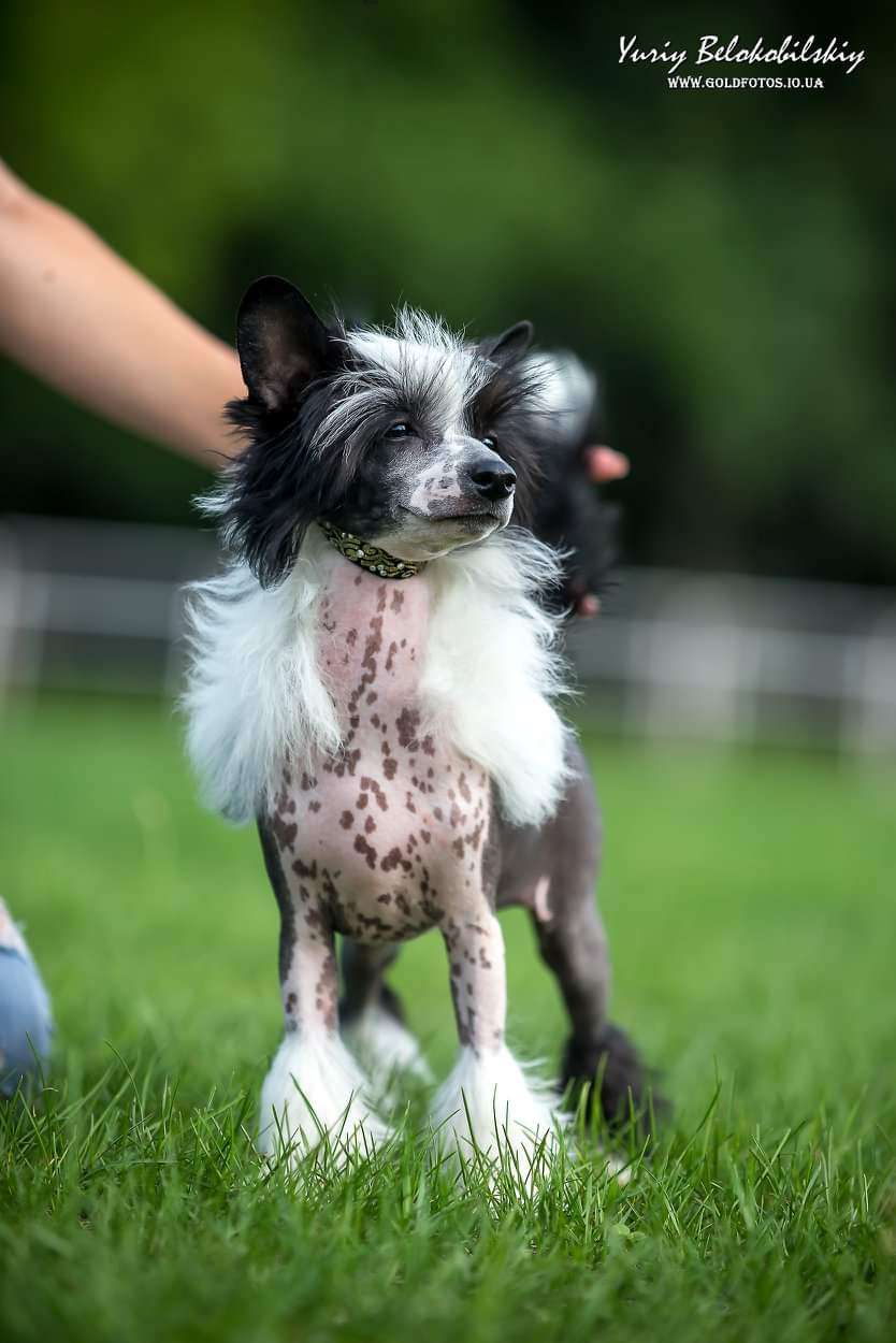 Nikoletta Planet Of Dream