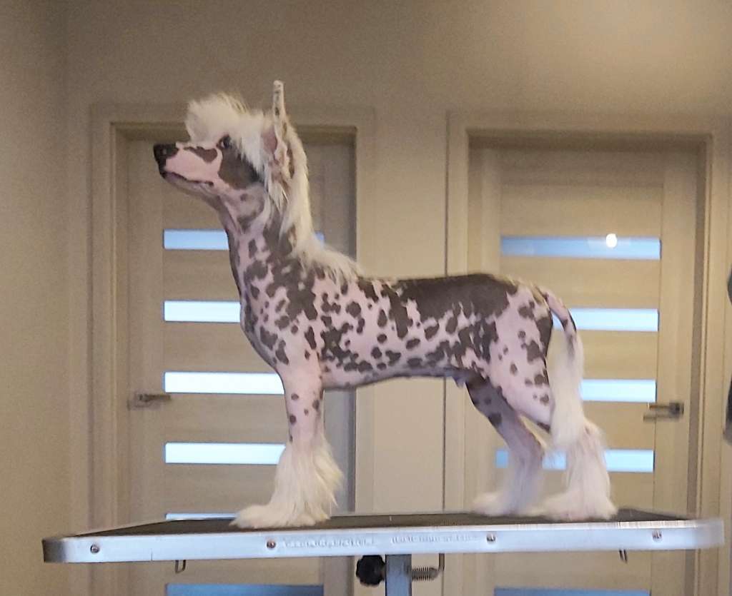 My Crazy Crested Clammy Chase