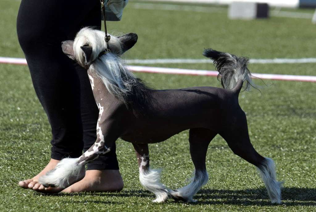 My Crazy Crested Chic Chicaletta