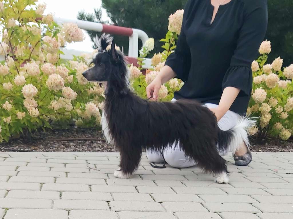 My Crazy Crested Charm Zuma