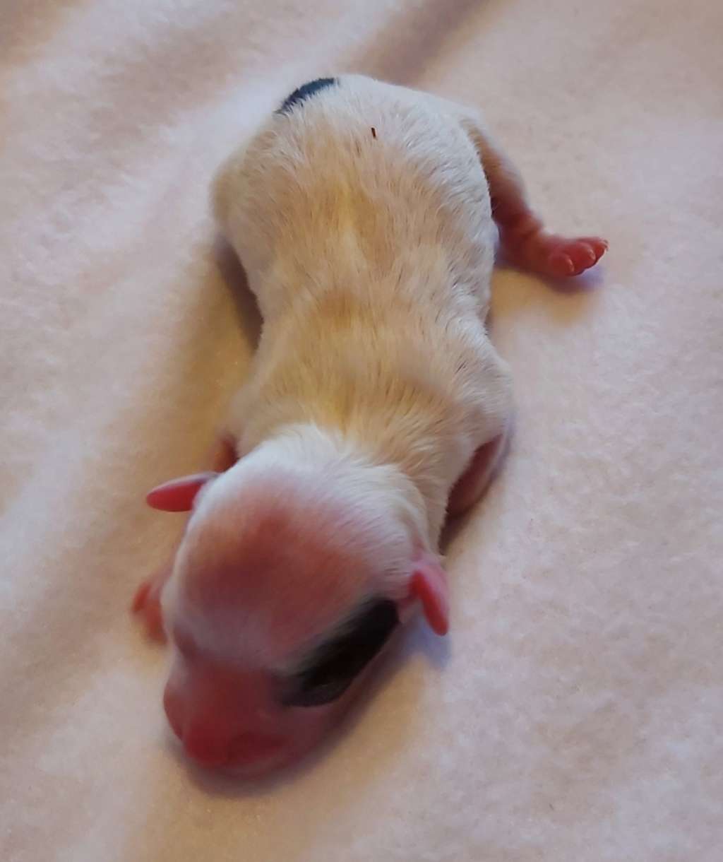 My Crazy Crested Cloud for Skye