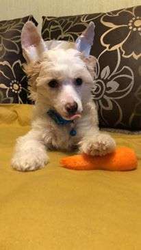 Imperatorskiy Kapriz Ih Visochestvo Draiv