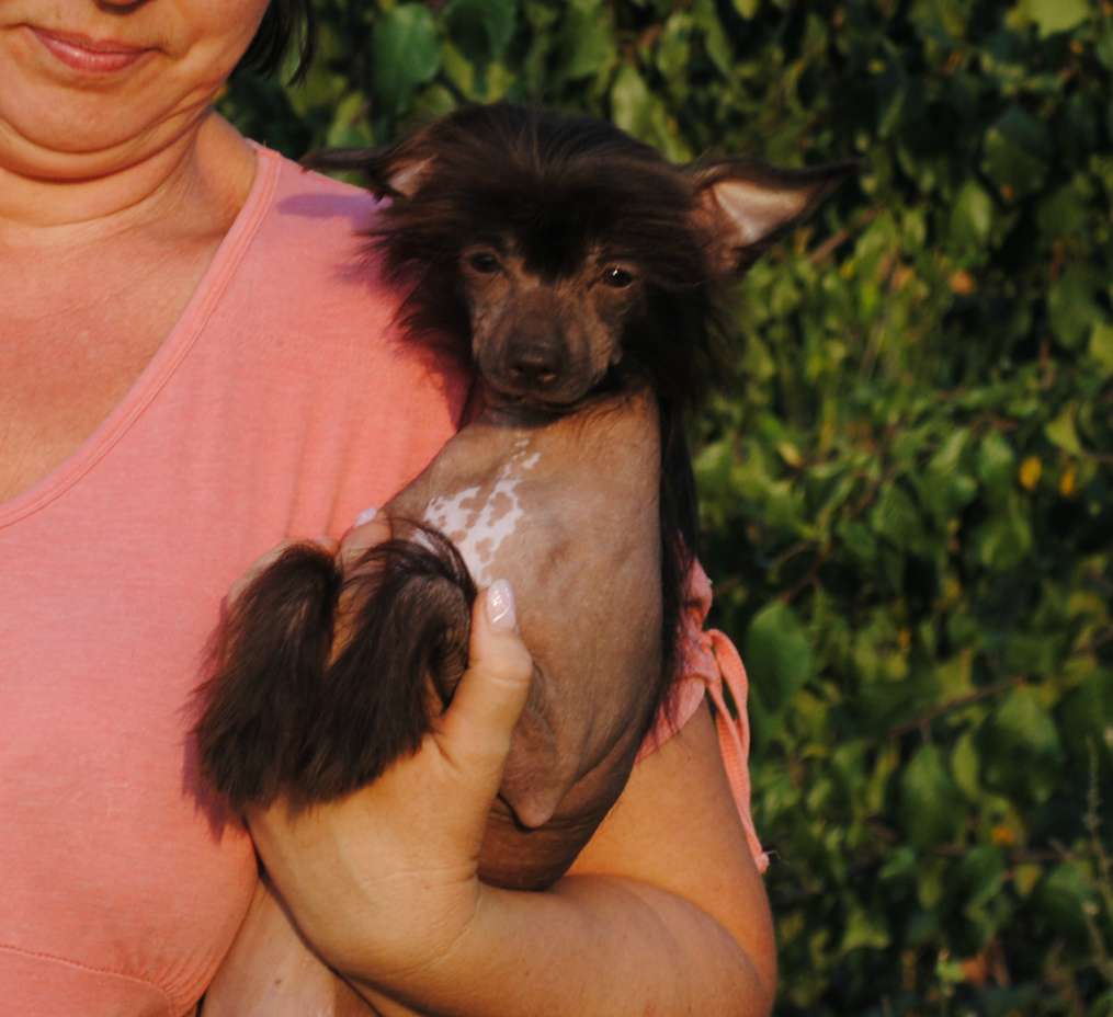 Bi-Lav Plus Nice chocolate