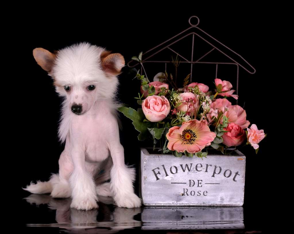 Imperatorskiy Kapriz Lait Rei