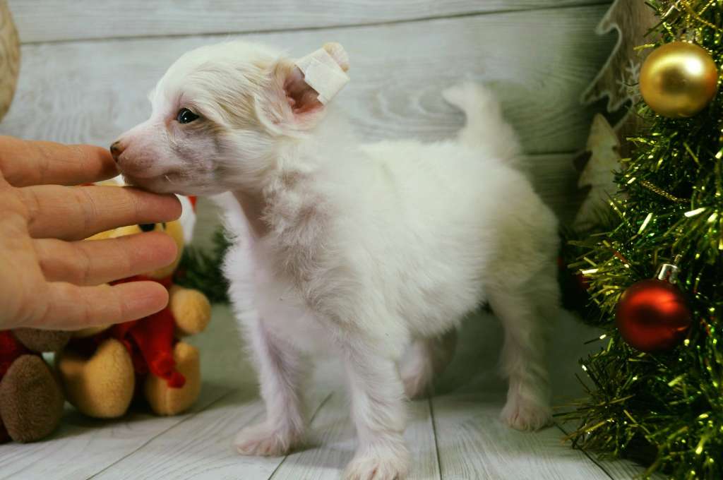 Imperatorskiy Kapriz Korolevskii Podarok