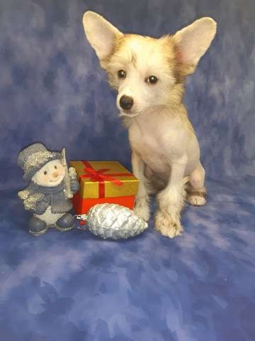 Imperatorskiy Kapriz Inspirit Laif