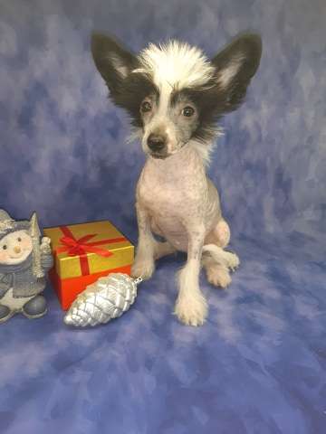 Imperatorskiy Kapriz Iskra Blek Ledi