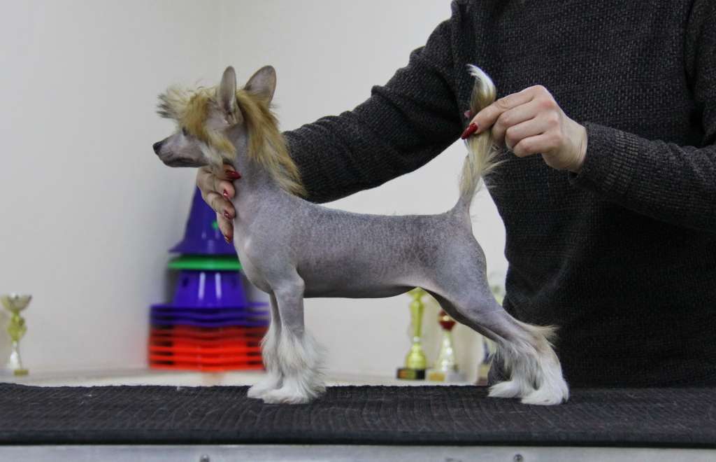 Zheneva-Debjut Forget-Me-Not