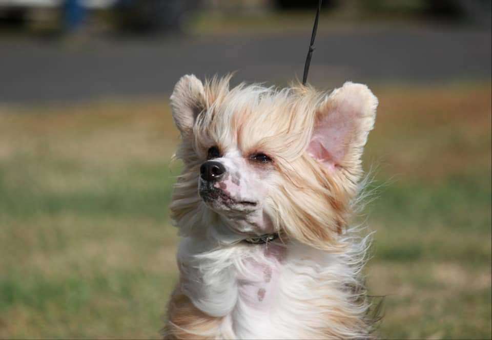 Ilatani Style Inspiring Show-dance