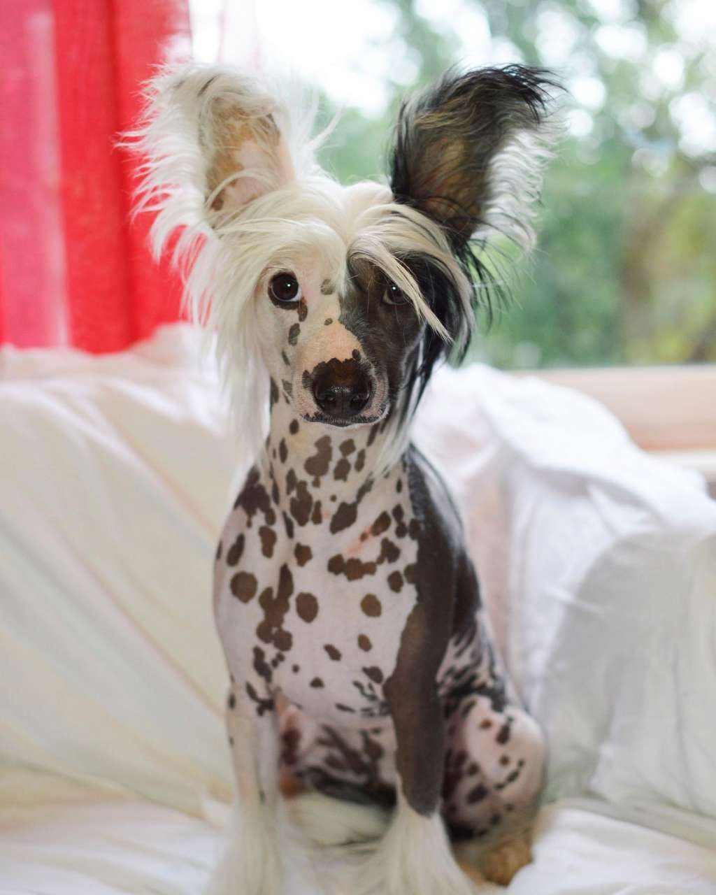 Av DA mia Cuccia Queen Teardrop