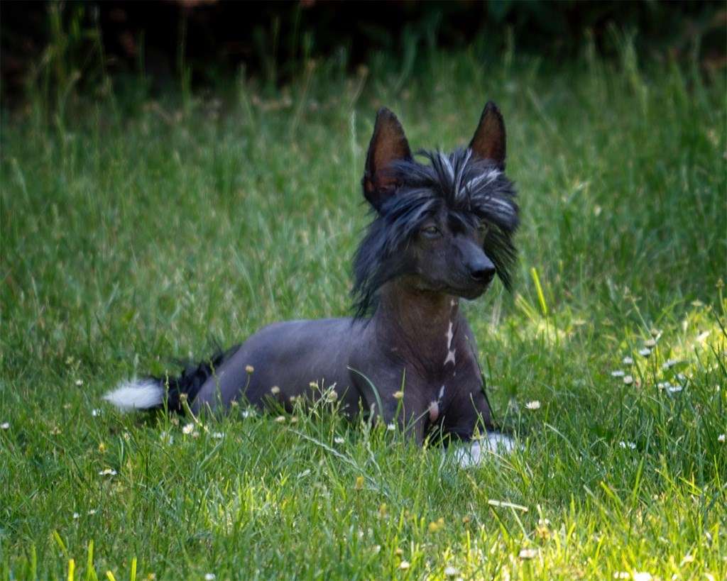 Great Gucci Asperados