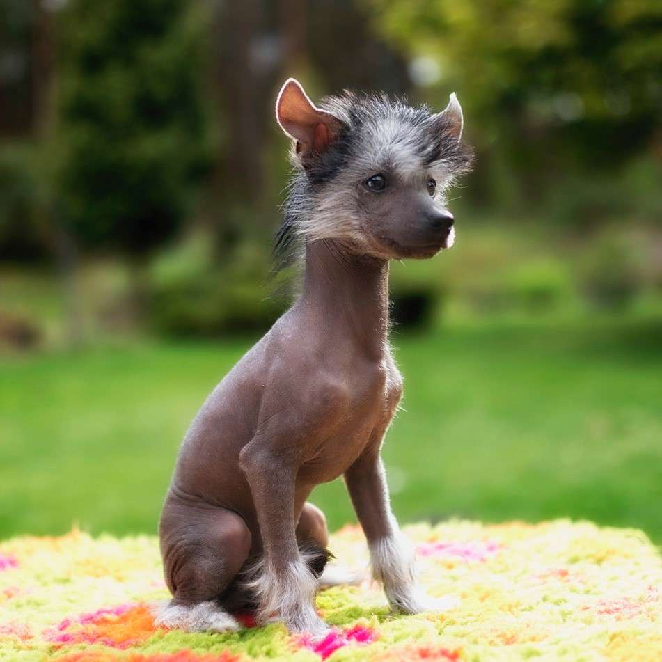 Genial Ganni Asperados