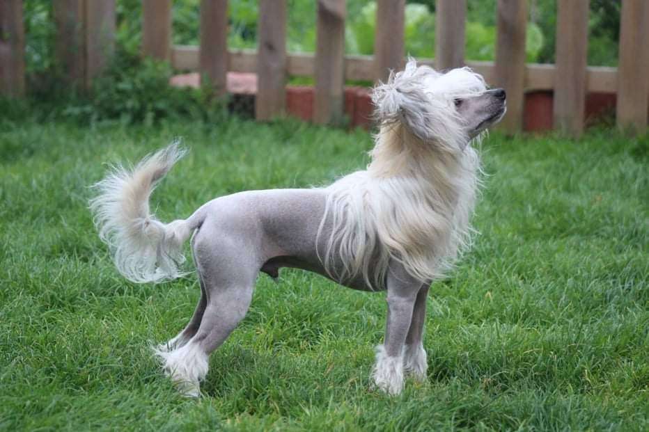 Sidney Poitier From China With Love