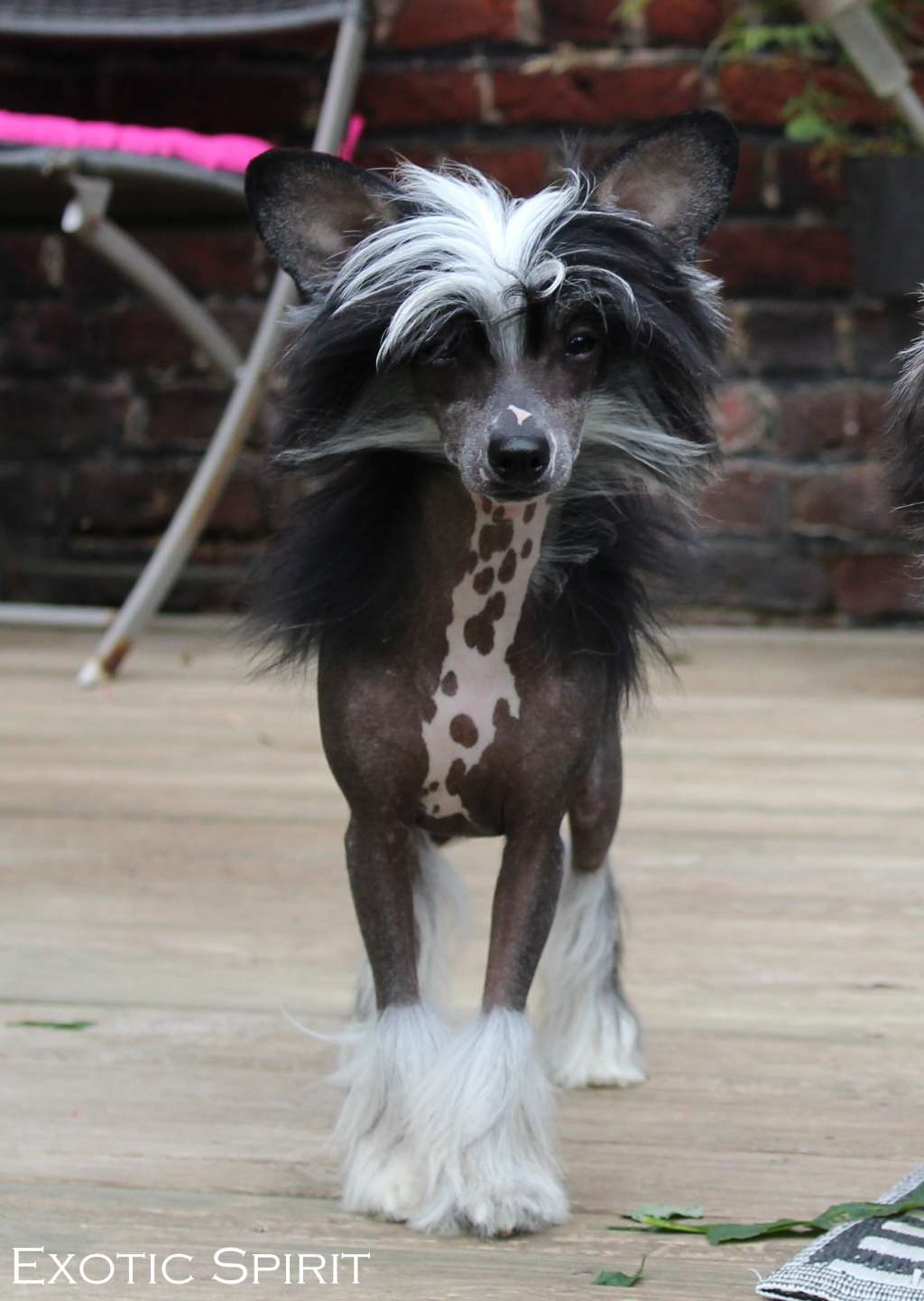 Exotic Spirit Renegade of Indian