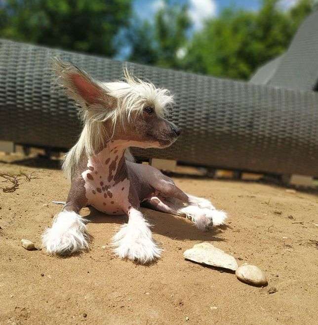 Fundoklia-völgyi Kaszanics Cherry