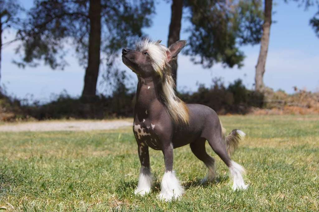 Touch Beauty Choice For Victory's Laurel