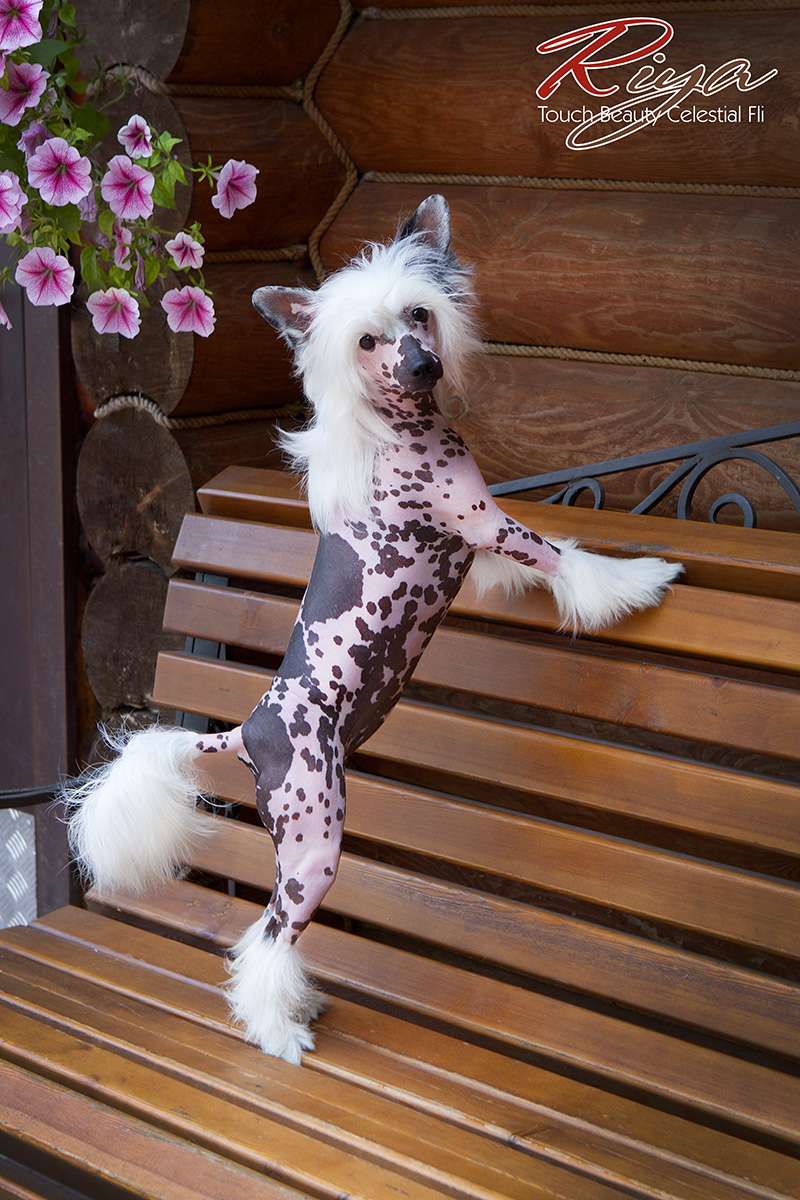 Touch Beauty Celestial Fli