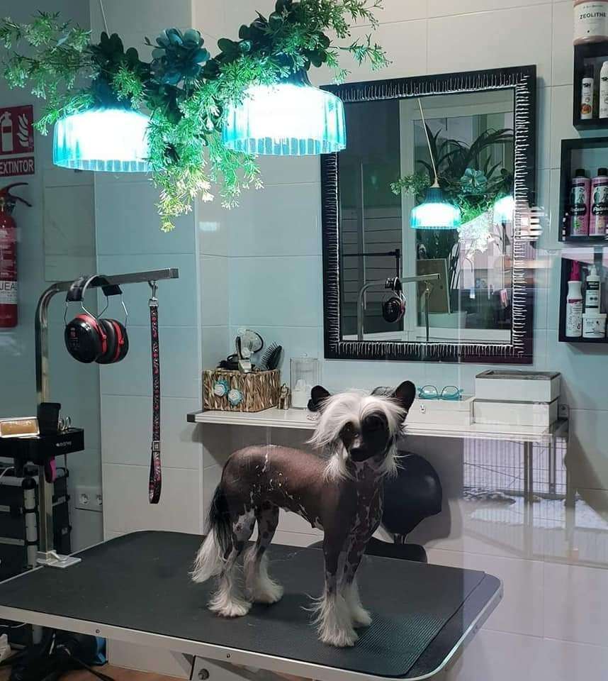 Tongolele De Tropic Land