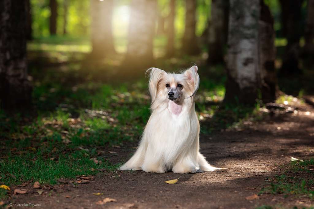 Style Bravo Tarantella