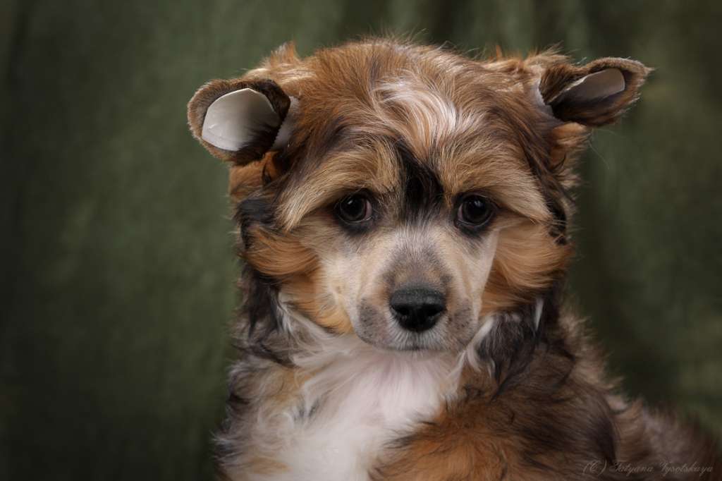 Style Bravo Ultramarin