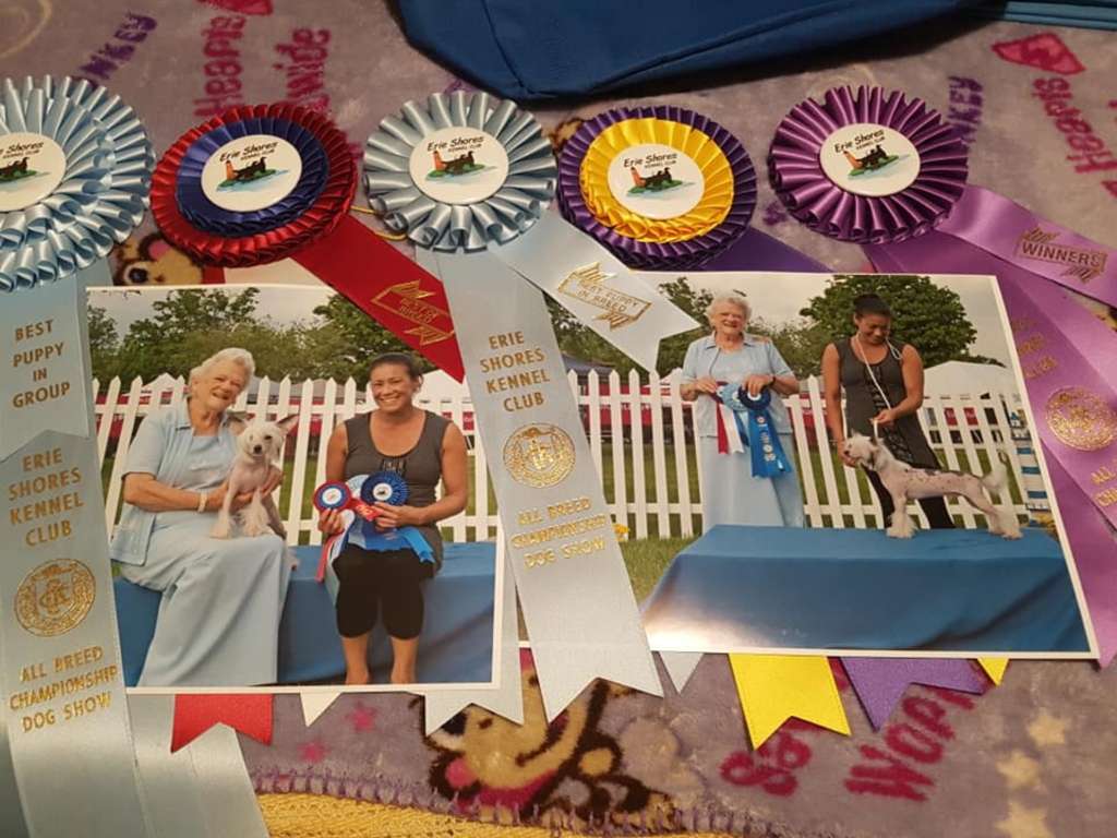 Colliwoods Dauntless