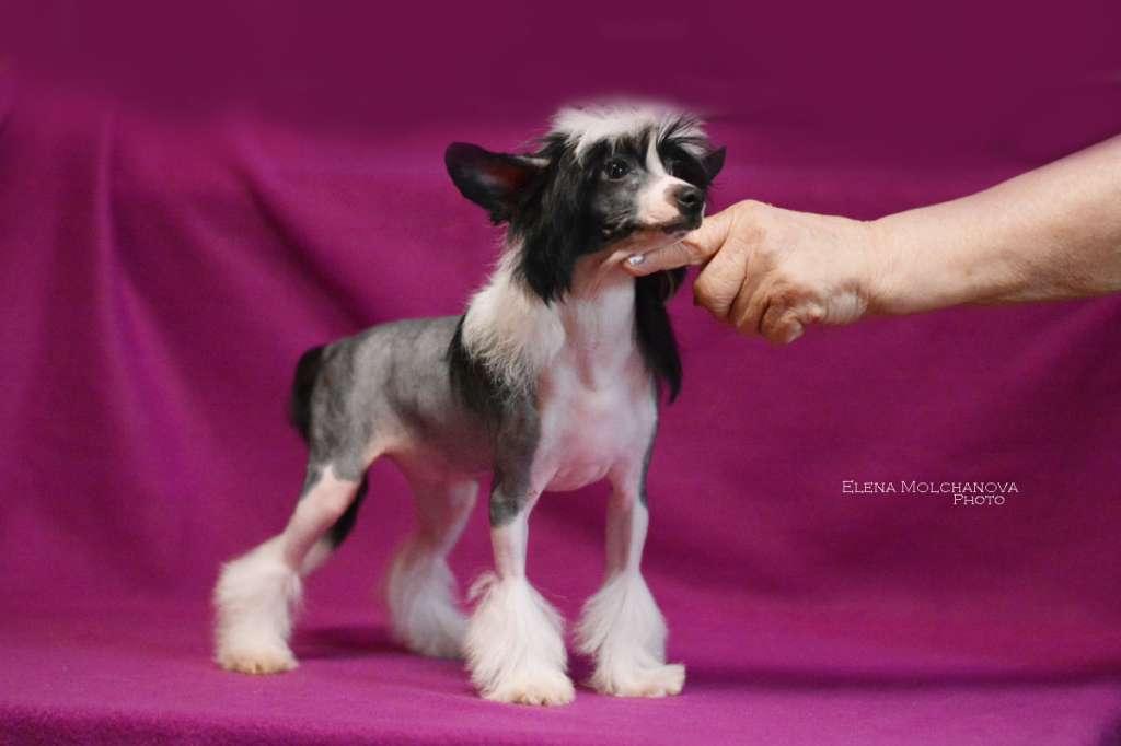 Vellar Pljus Yan Chi