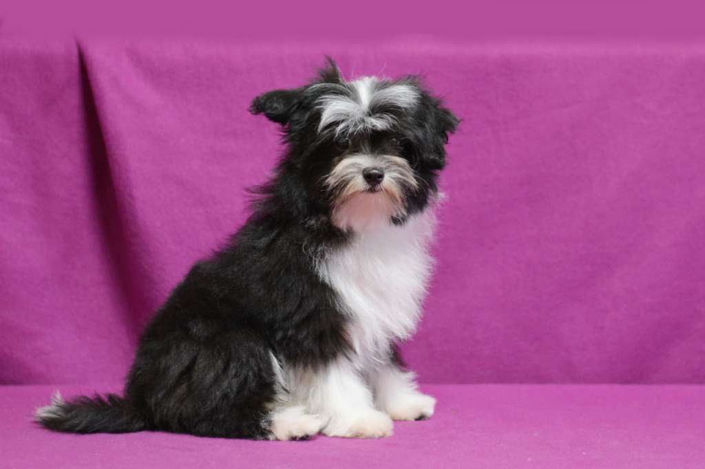 Vellar Pljus Yaniks is Volshebnoy Shkatulki