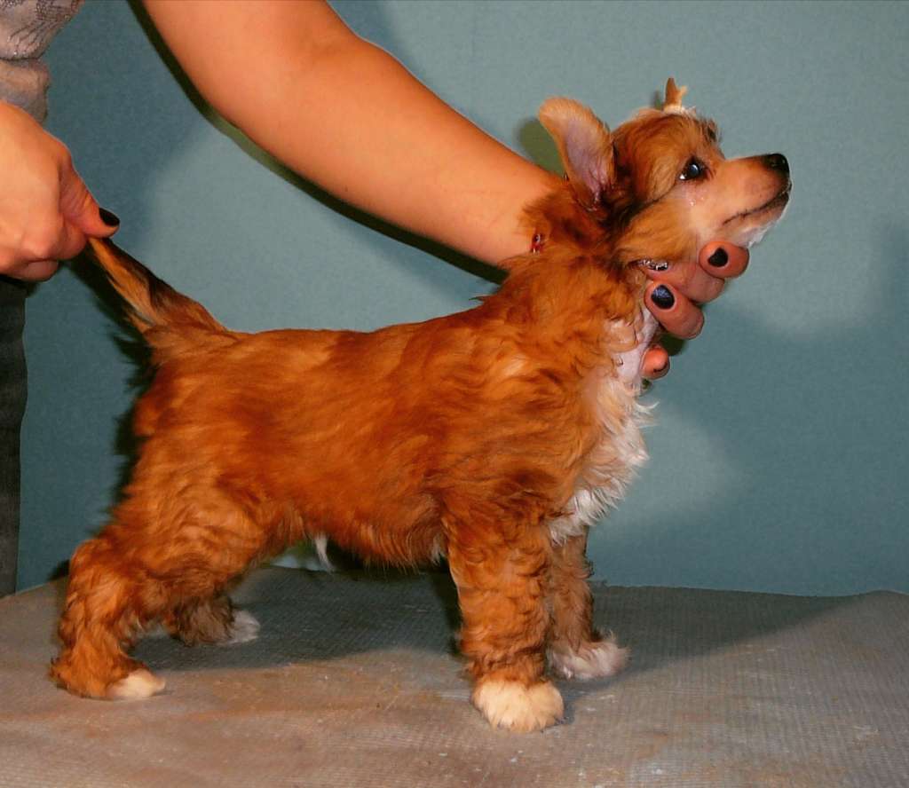 Ilatani Style King Amazing Rolana