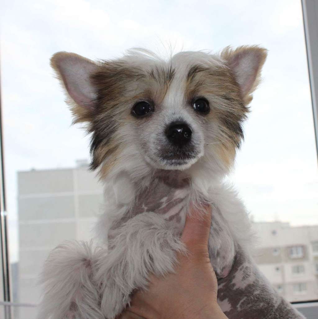 Laisan Island Missis Charm