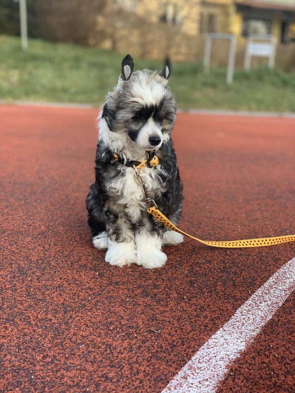 Evolet Grunt To Grey