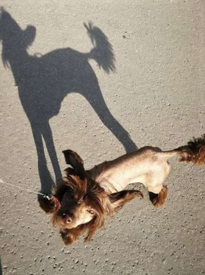 Fehérlófia Hüvelyk Panna