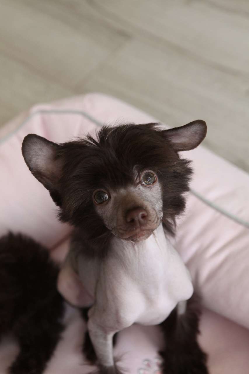 Pride of the night Teo